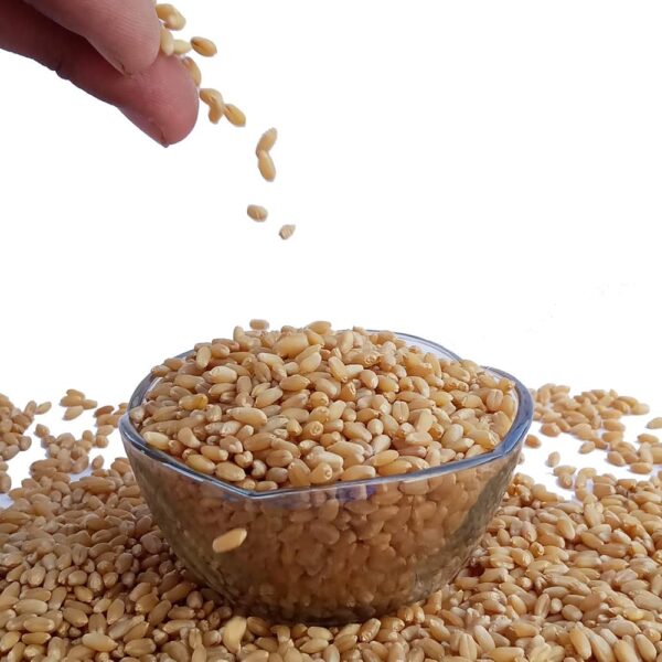 Wheat (Gehun) – Shivar Quality