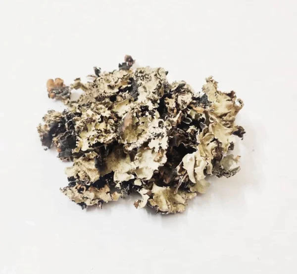 Dagadh Phool (Stone Flower / Kalpasi)